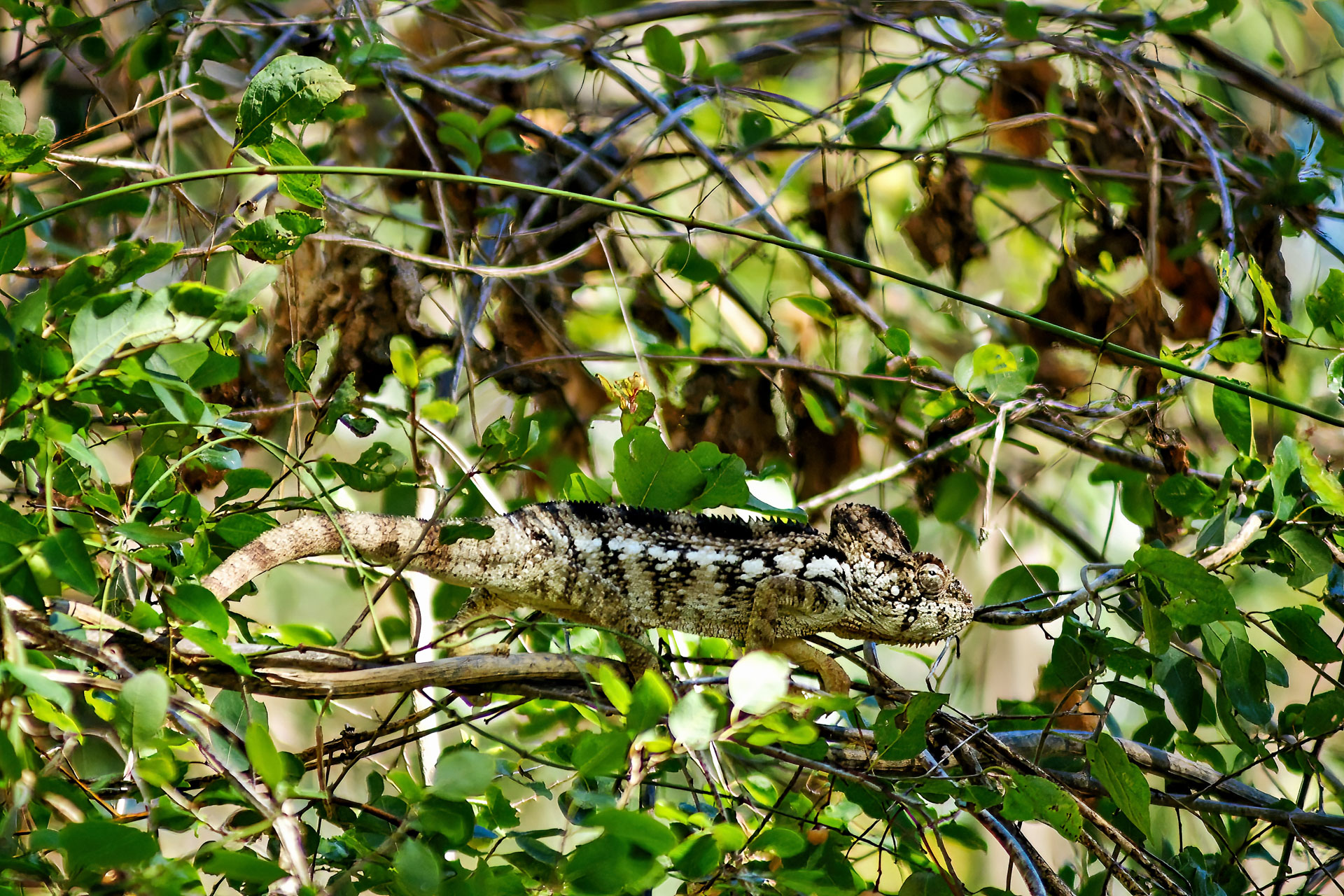 Pantherchamäleon (Furcifer pardalis)